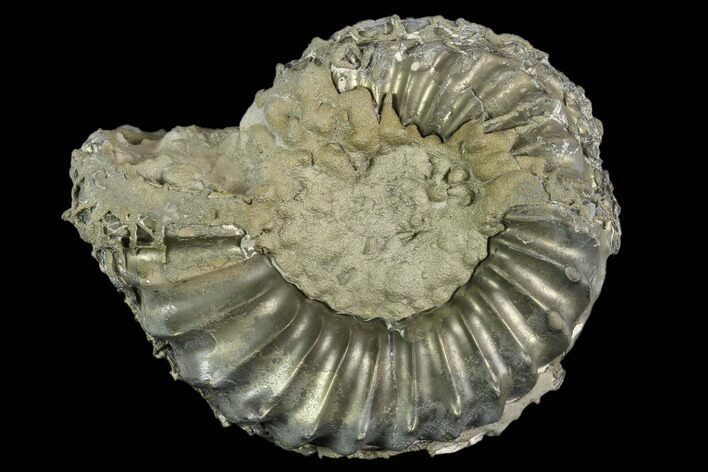 Pyrite Encrusted Ammonite (Pleuroceras) Fossil - Germany #125404